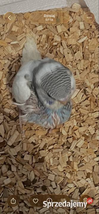 Sprzedam papugę do ręcznego karmienia mazowieckie Warszawa