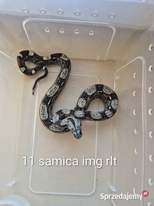 Boa cesarski IMG RLT Lgota
