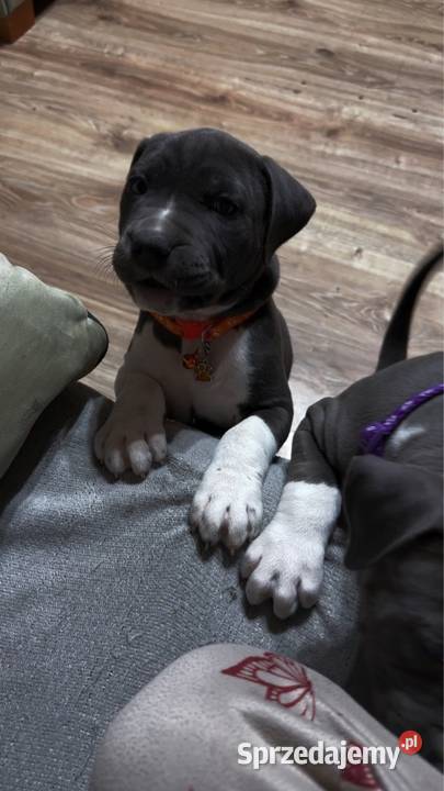 Piękne szczeniaki rasy American Staffordshire Zwierzęta Cedynia