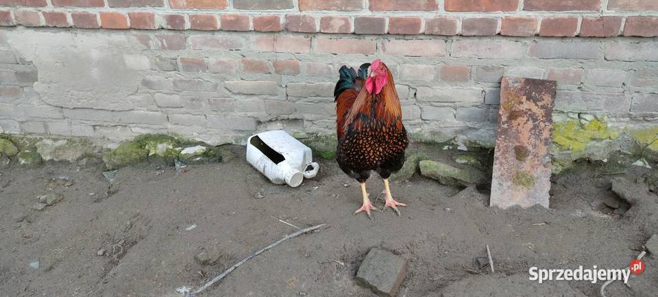 Koguty olbrzymie sprzedam