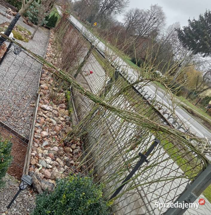 Róże ogrodowe pnące wielkokwiatowe rabatowe mix Żółkiewka-Osada