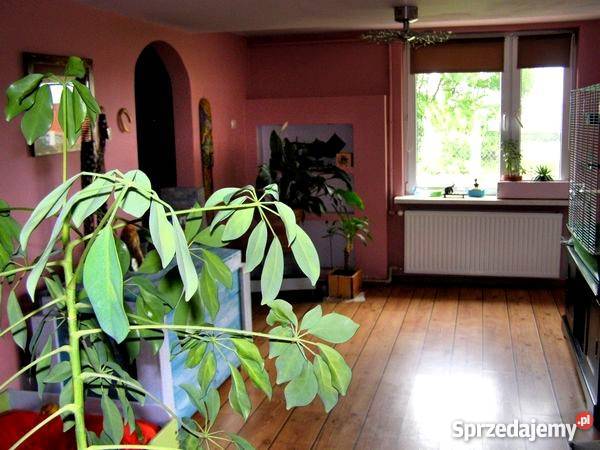 DOM Z KLIMATEM NA PIĘKNEJ DZIAŁCE OKOLICA Rok budowy 1967