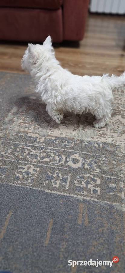West Highland White Terrier Przysucha