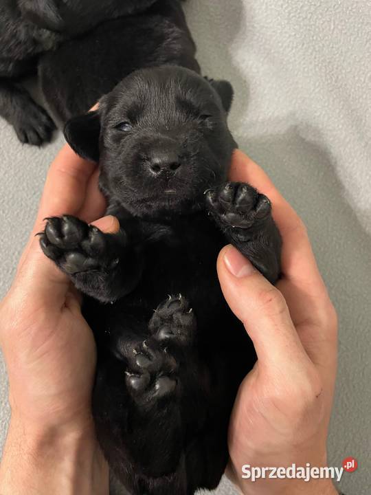 Szczeniak Labrador Retriever wielkopolskie Gostyń sprzedam