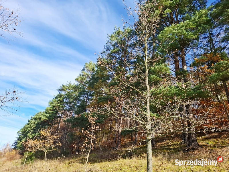 sprzedam dużą działkę rolną w 15907m2 dolnośląskie