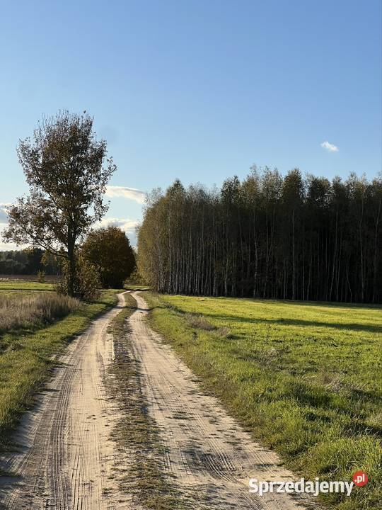 Sprzedam las gmina Stary Brus 911 ha