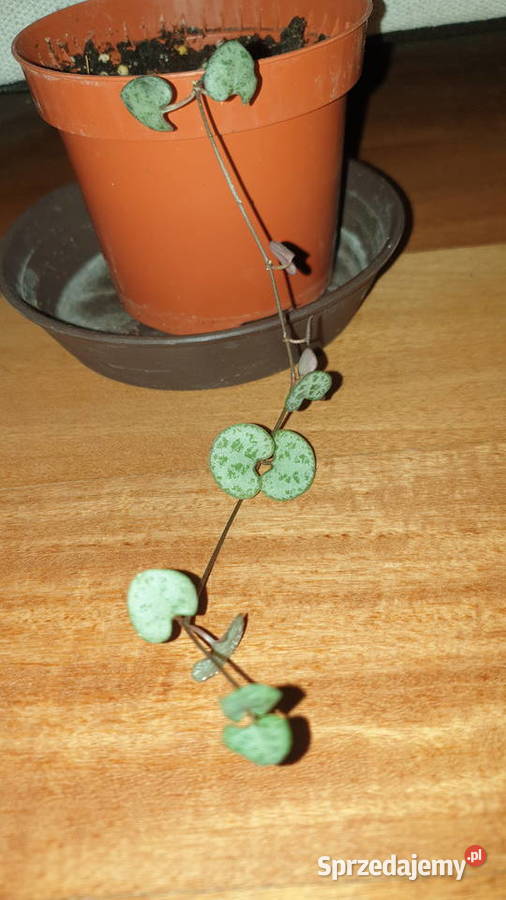 Ceropegia Woodii roślina rosnąca