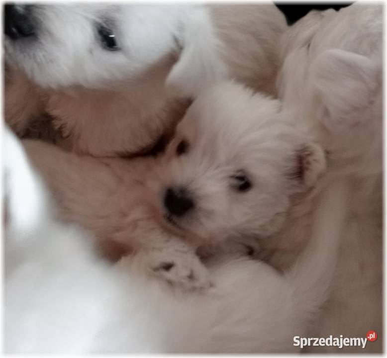 West Highland White Terrier ZKwP FCI Częstochowa