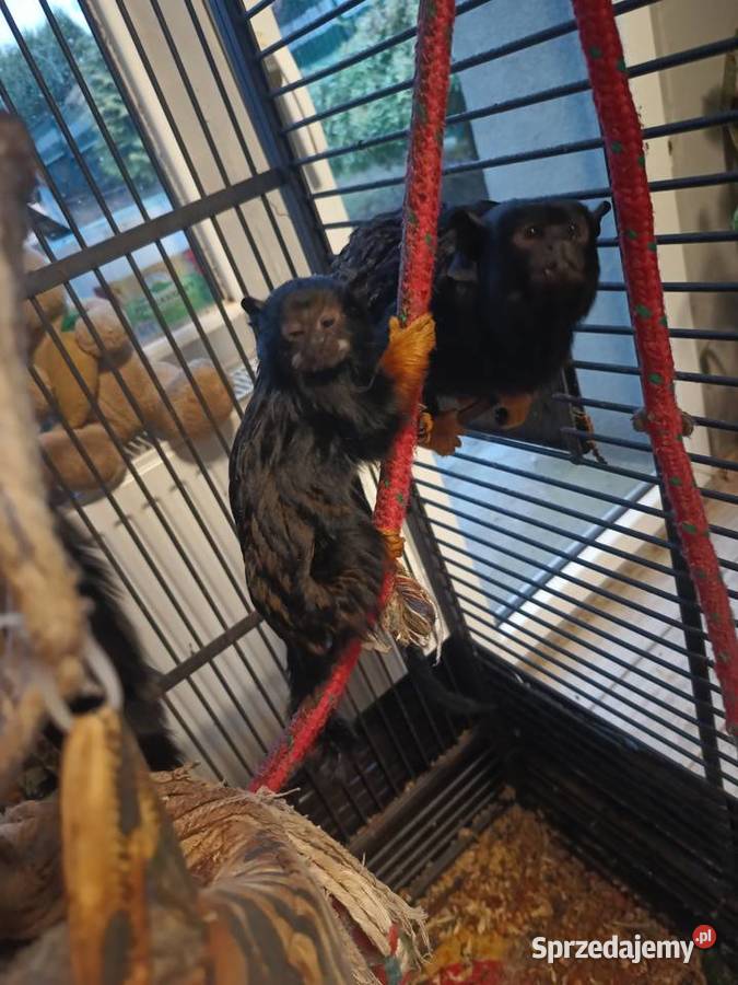 Tamaryna złotoręka Ząbkowice Śląskie