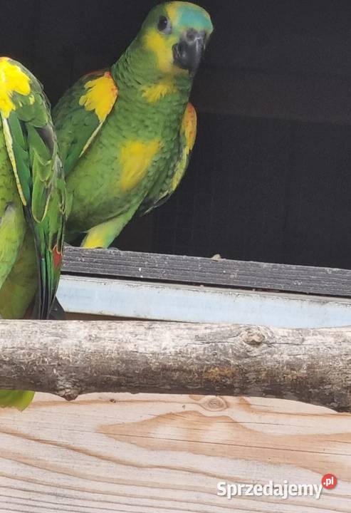 Amazonki niebieskoczelne Bystra