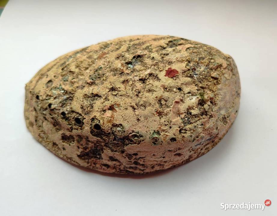 Przepiękna duża muszla abalone perłowa
