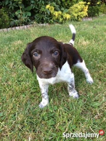 Mały Munsterlander Kazimierza Wielka sprzedam
