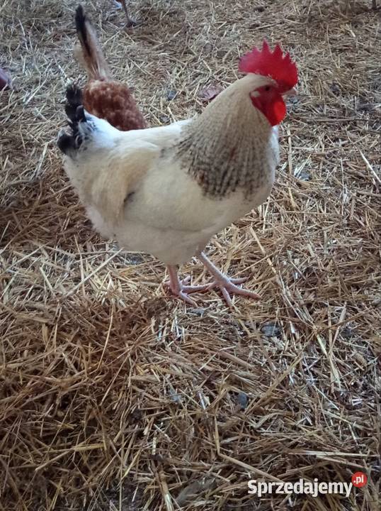 Sprzedam koguta wielkopolskie Przespolew Kościelny