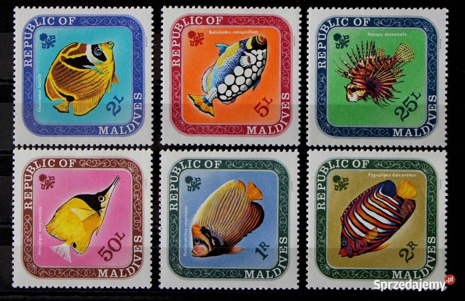 Malediwy ryby Oborniki