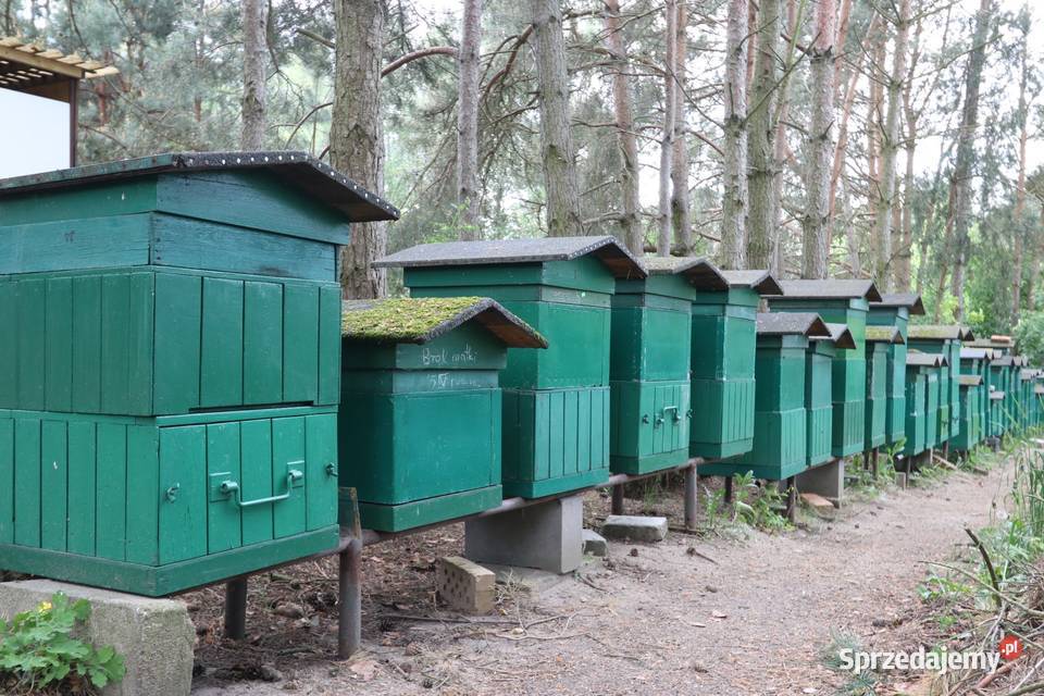 Pasieka na sprzedaż Pszczelarstwo kujawsko-pomorskie Chełmża