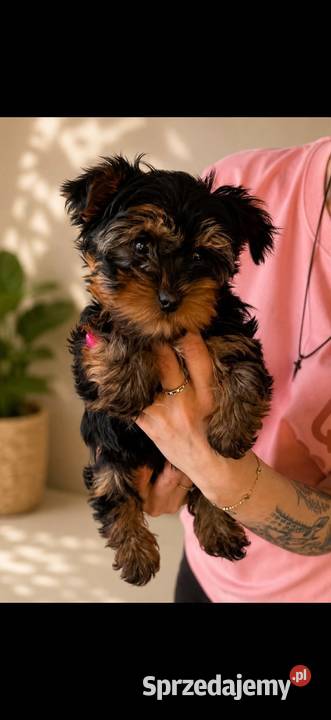 Yorkshire terrier