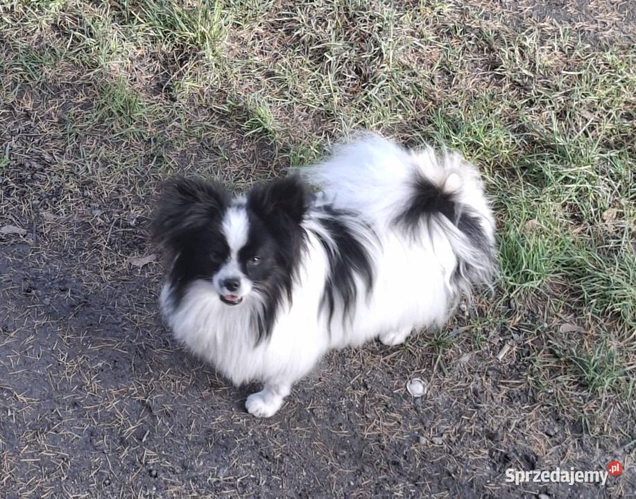 Spaniel kontynentalnyPapilon Pozostałe