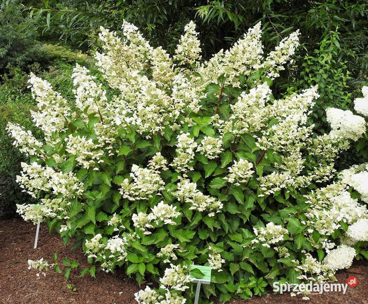 HORTENSJA White Lady sadzonki w doniczkach Rośliny Ustronie
