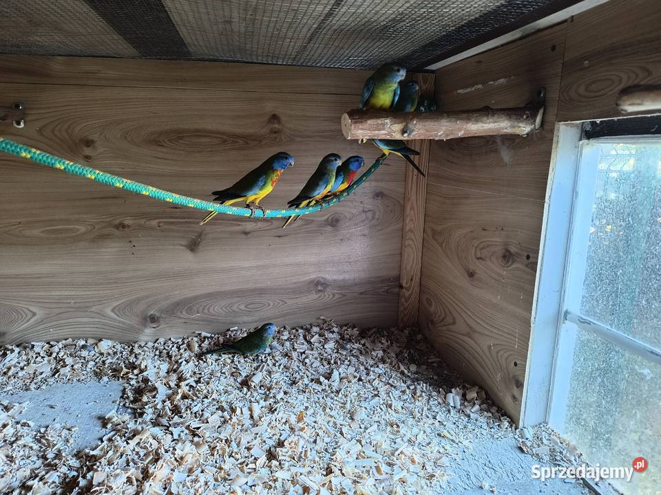 Łąkówki Wspaniałe Gniezno