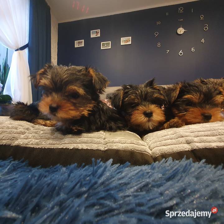 Sprzedam Pieski York Gliwice