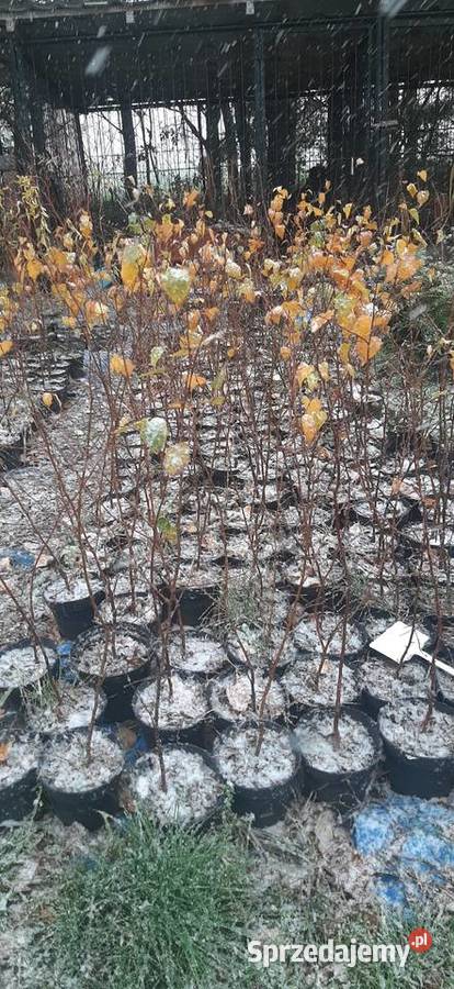 Brzoza w donicy Liściaste Ariany