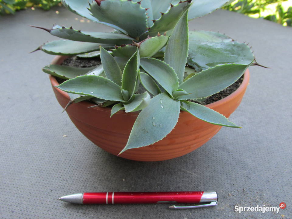 Miniaturowa agawa agave potatorum Kichijokan 3 Kraków