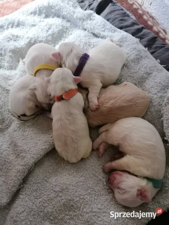 Piękny Maltańczyk z rodowodem Mysłowice