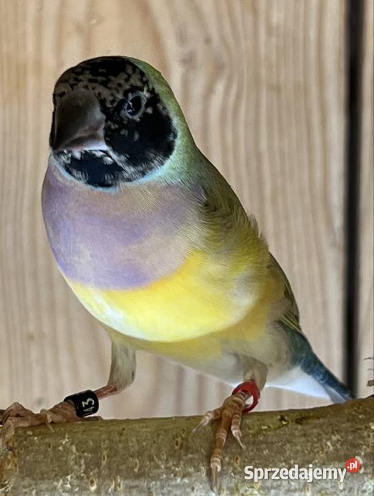 Amadyna wspaniała samiczka 2025r