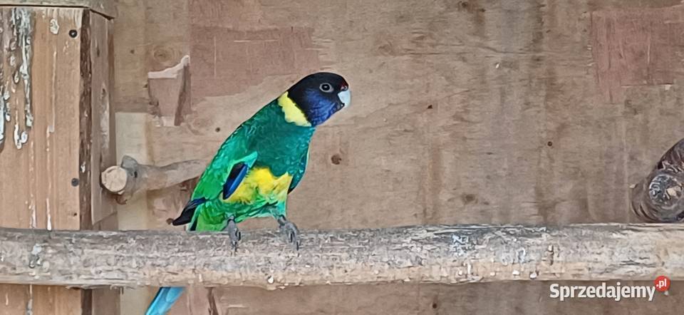 Papuga Barnard Żółtobrzuchy Smolice