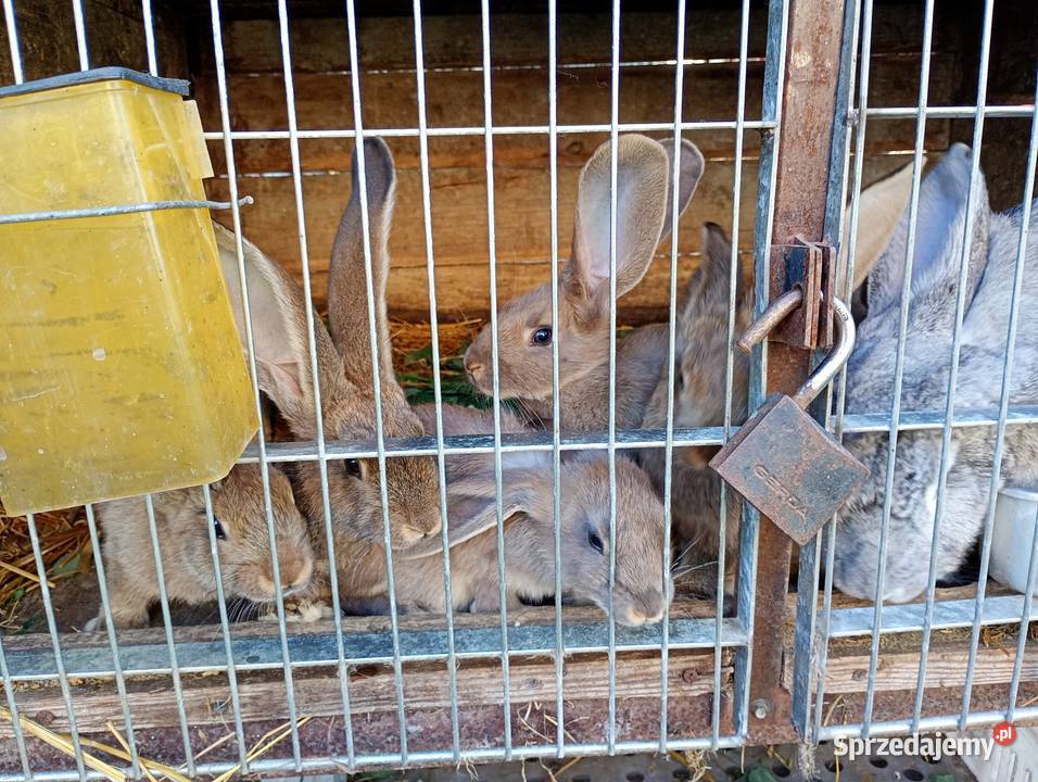 Kroliki Wielka Łąka sprzedam