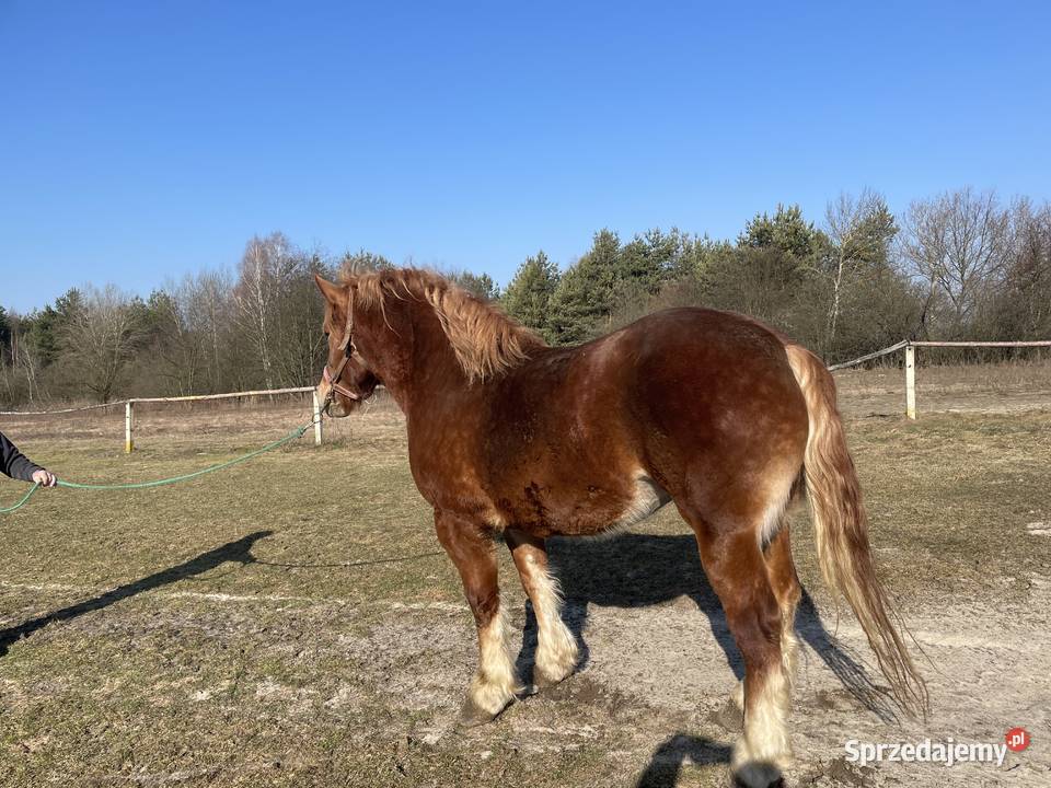 Sprzedam kobyle sokolska zimnokrwista Gózd Lipiński