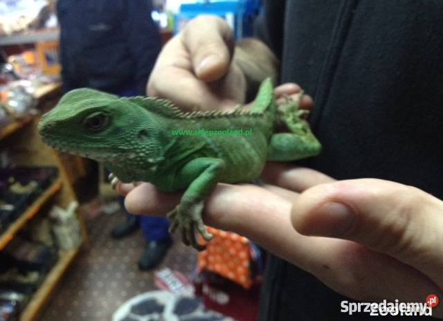 AGAMA BŁOTNA młody samiec zachodniopomorskie Dębno sprzedam