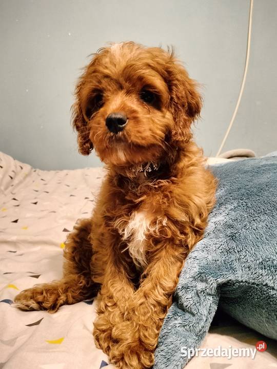 Cavapoo Pozostałe Łódź sprzedam