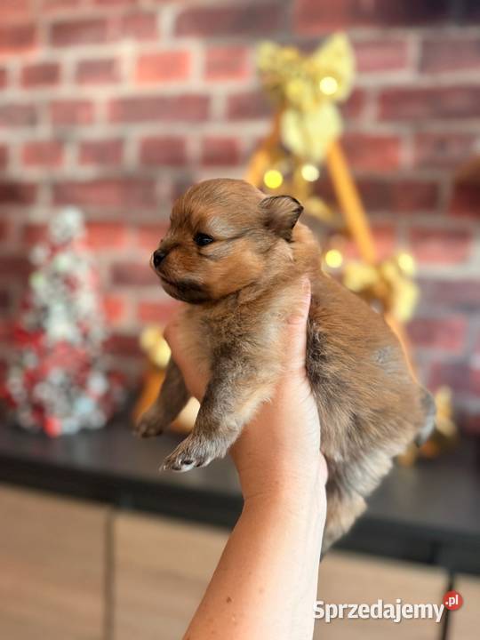 Szpic Miniturowy Kutno