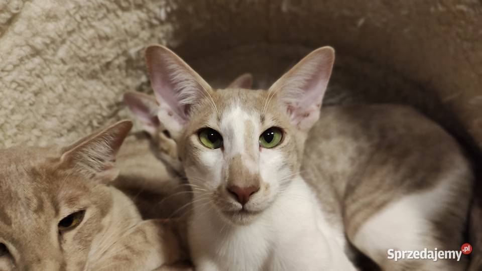 Kocurek orientalny z rodowodem Felis Polonia Warszawa sprzedam