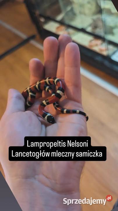 Wąż mleczny samiczka warmińsko-mazurskie Olsztyn