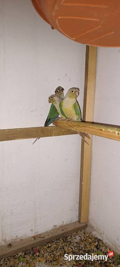 Sprzedam papugi