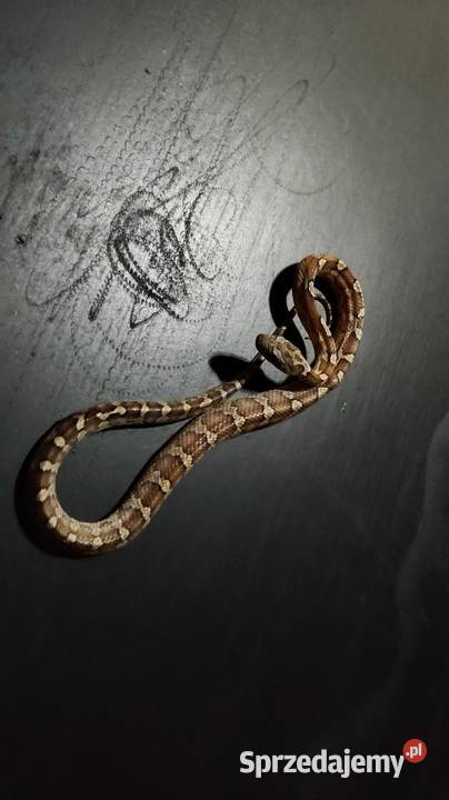 3 węże terrarium Zwierzęta Dąbrowa Górnicza