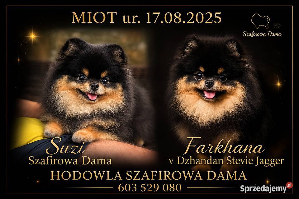 Szpic miniaturowy Pomeranian chłopiec blacktan Szpic miniaturowy Zwierzęta wielkopolskie Konarzewo