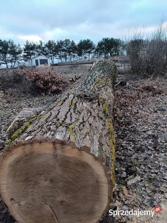 Topola kłoda drzewo drewno plastry Pozostałe Złotów