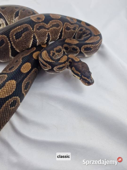 Pyton królewski python regius dorosła samica Wrocław sprzedam