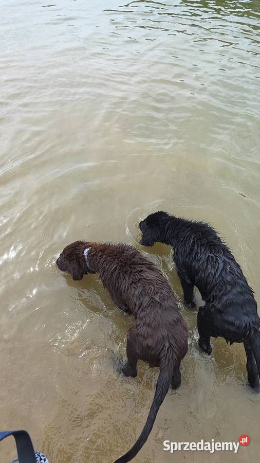 Szczenieta Flat Coated Retriever FCI