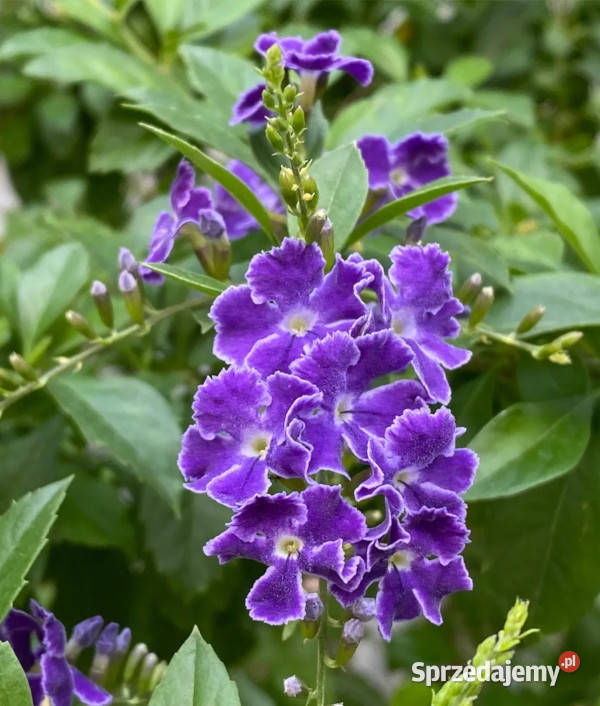 NIEBIAŃSKI KWIAT Duranta erecta NASIONA 100g Nasiona Lubanie sprzedam