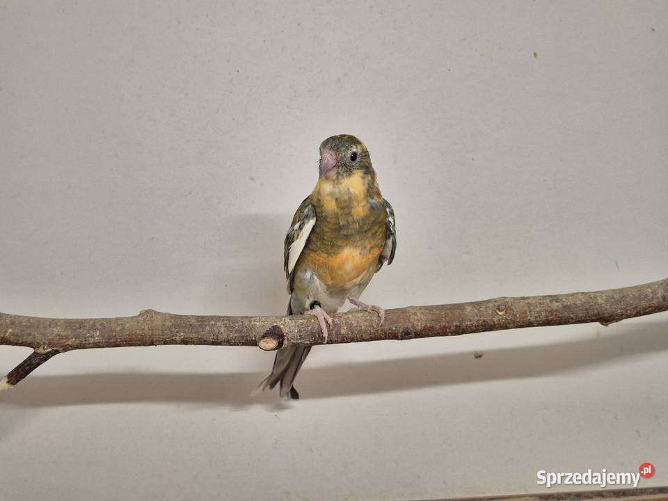 Świergotka Seledynowa Świergotki Seledynowe Buków