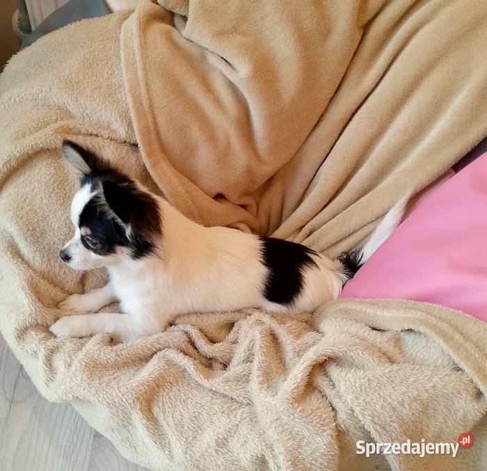 Chihuahua chłopiec długowłosy Szczucin