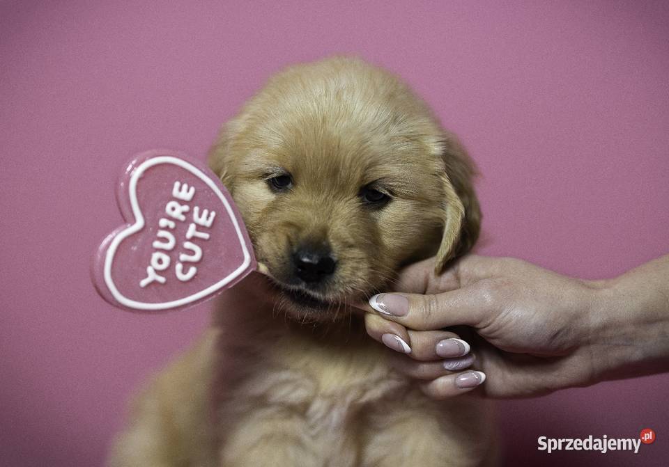 Golden retriever zlote szczenięta wiosna 2024 śląskie Koniecpol