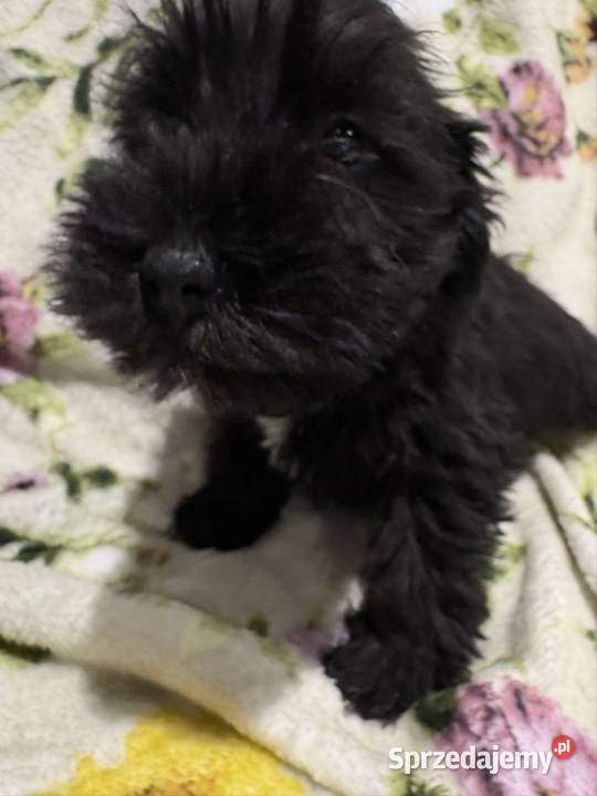 Sznaucer miniaturowy czarny piesek Solec Kujawski