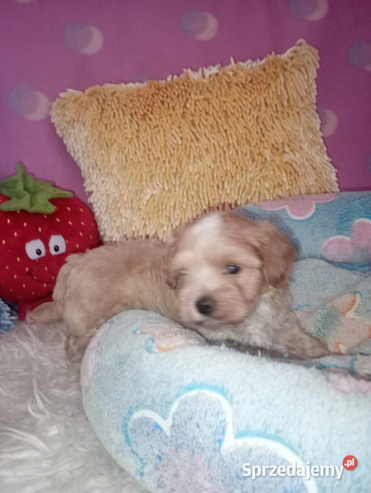 Maltipoo Pudel Tecup RED BROWN Maltańczyk piesek opolskie Opole
