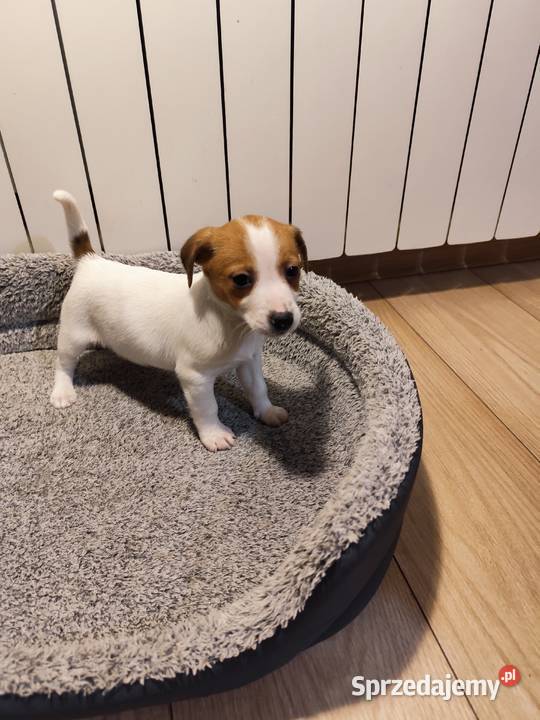 Jack Russell terrier