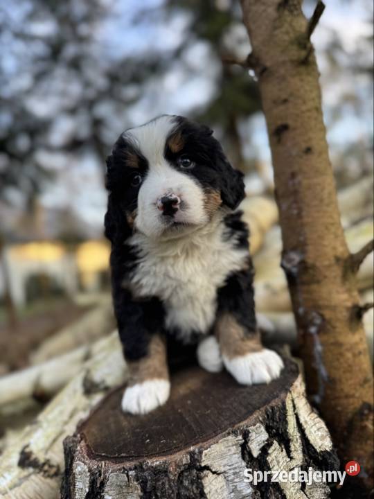 Sunia Berneński Pies Pasterski z rodowodem Zakopane
